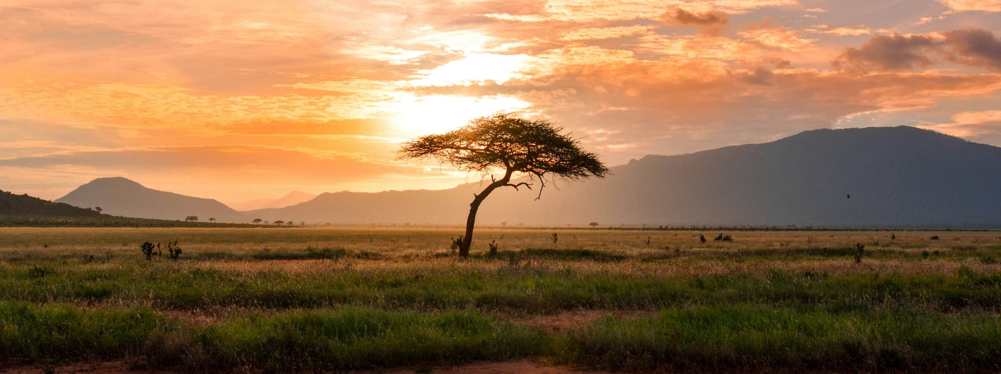 Backdrop Image of a Zambian Flattop Tree