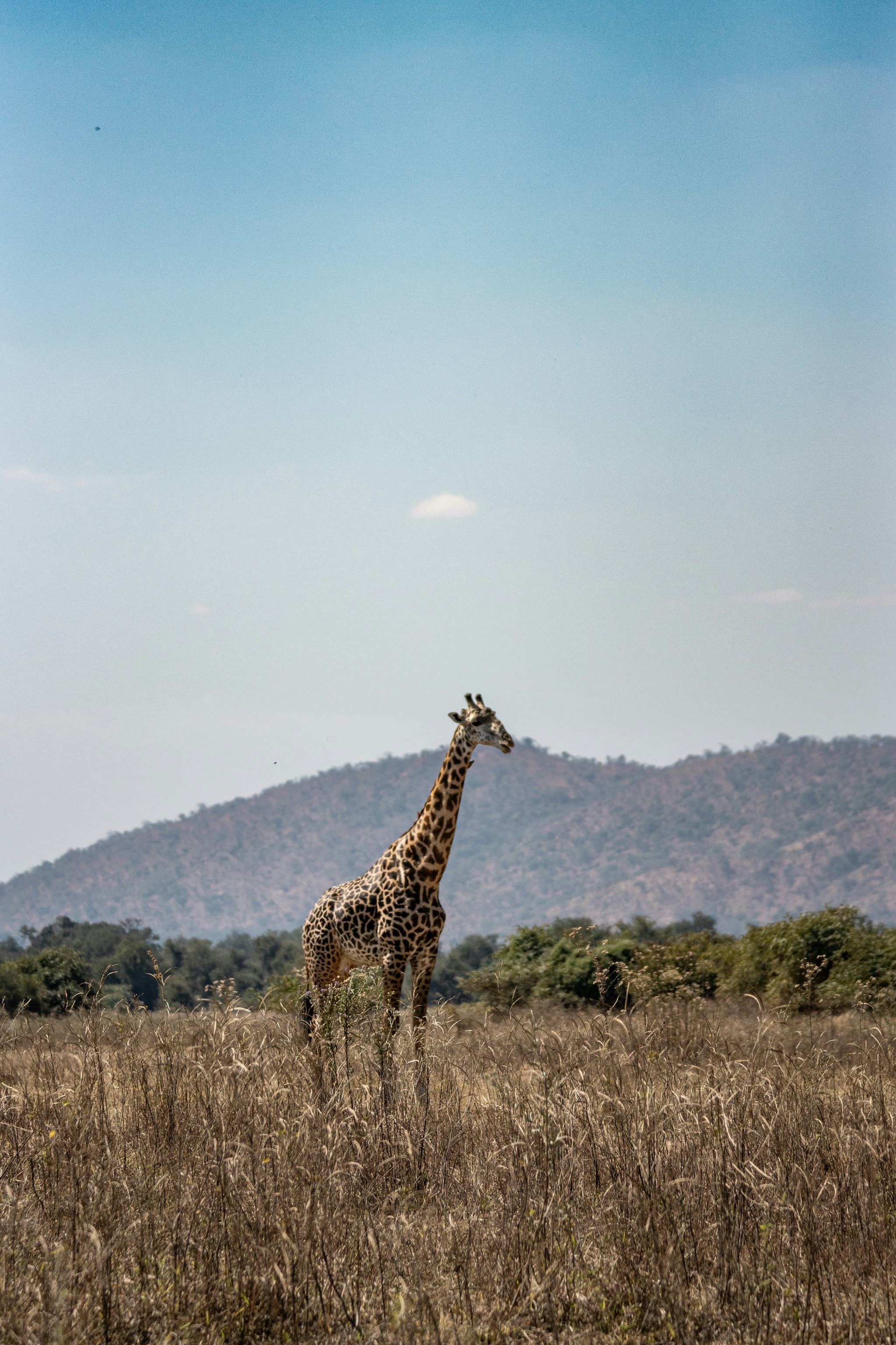 Backdrop Image of a Zambian Flattop Tree
